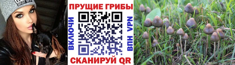 Псилоцибиновые грибы MAGIC MUSHROOMS  наркошоп  omg вход  Куса 